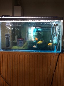 薬浴金魚