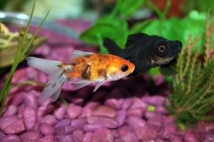 金魚