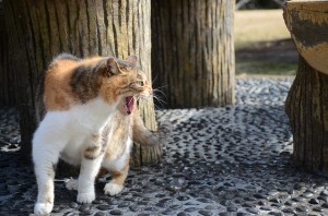 子猫の噛み癖をしつける方法とは 必ず噛み癖は直せる