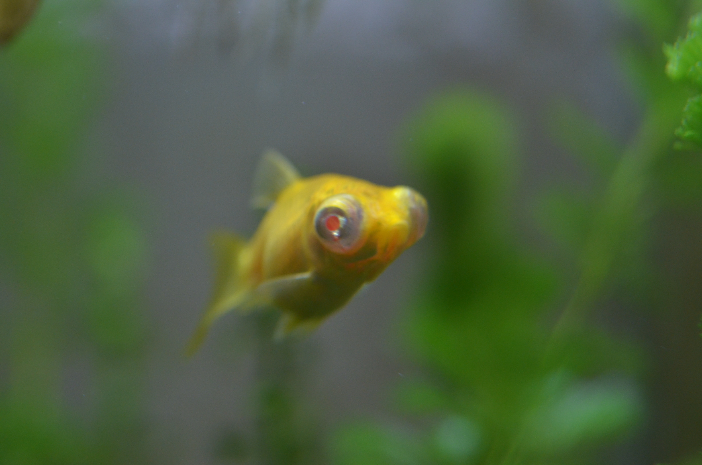 アルビノ出目金の魅力や生態を紹介 不思議で可愛い金魚